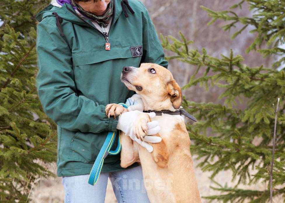 Собаки в Москве: Собака-компаньон в поисках дома и семьи Мальчик, Бесплатно - фото 6