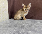 Кошки в Москве: абиссинская кошечка дикого окраса под резерв  Девочка, 85 000 руб. - фото 6