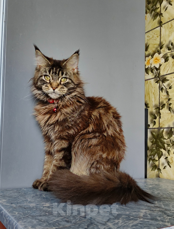 Кошки в Москве: Котёнок Мейн-кун Девочка Девочка, 40 000 руб. - фото 4