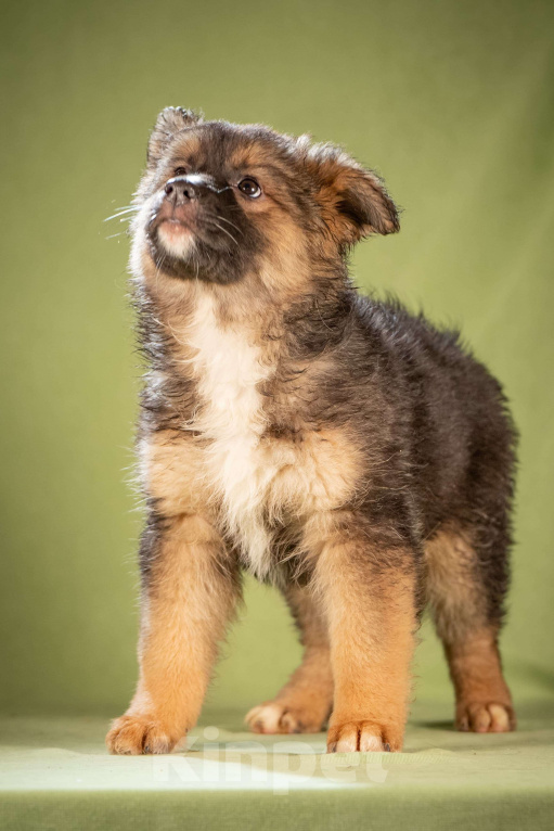 Собаки в Клине: Фисташка - пушистая красавица Девочка, Бесплатно - фото 2