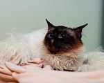 Кошки в Москве: Ласковая тайская кошка Сима в добрые руки Девочка, Бесплатно - фото 3