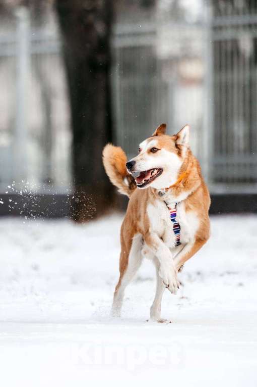 Собаки в Москве: Грациозный Вальс ищет дом Мальчик, Бесплатно - фото 5
