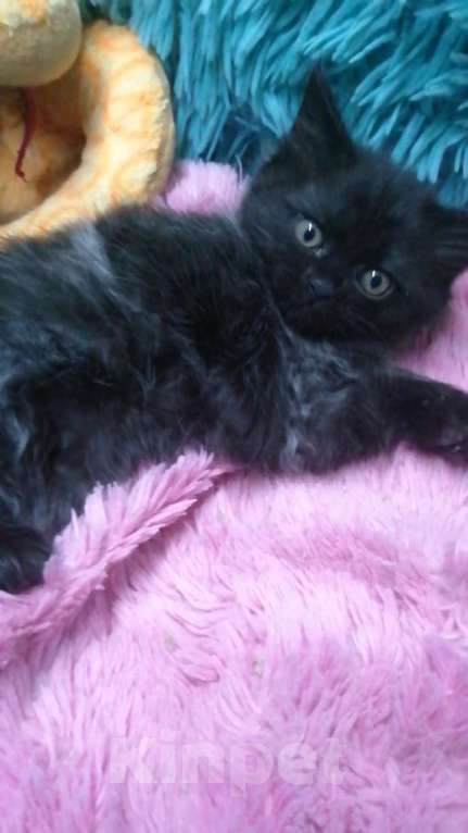 Кошки в Москве: Шотландские котята хайленд  Девочка, 8 000 руб. - фото 6