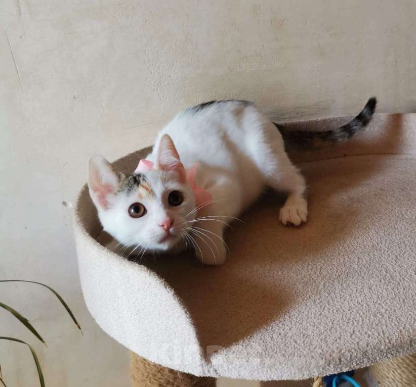 Кошки в Москве: Ласковая 4 мес красавица Белочка в добрые руки Девочка, Бесплатно - фото 6