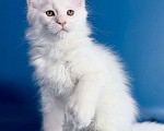 Кошки в других городах Московской области: Эксклюзив, белый кот полидакт. Мальчик, 110 000 руб. - фото 2