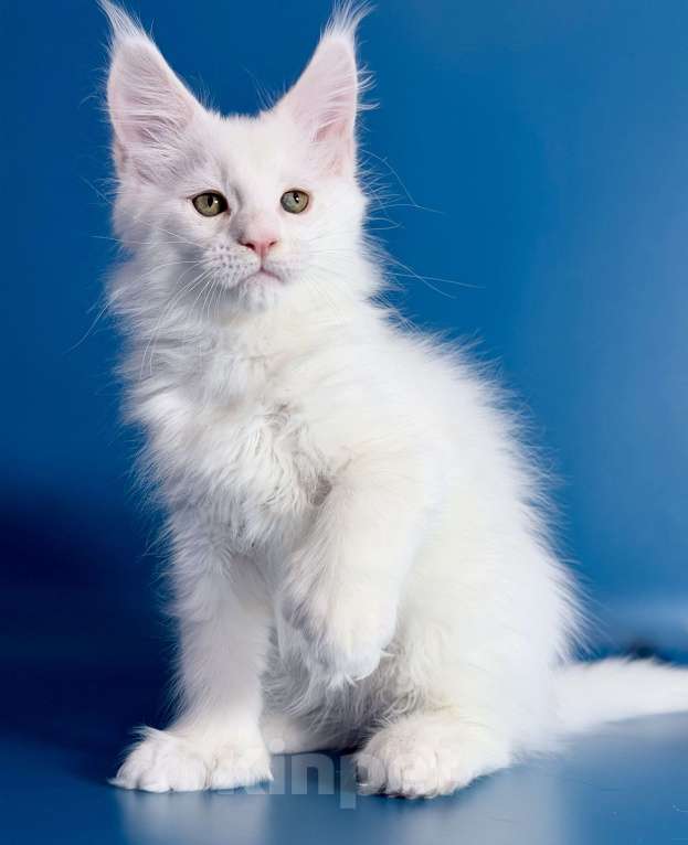 Кошки в других городах Московской области: Эксклюзив, белый кот полидакт. Мальчик, 110 000 руб. - фото 2