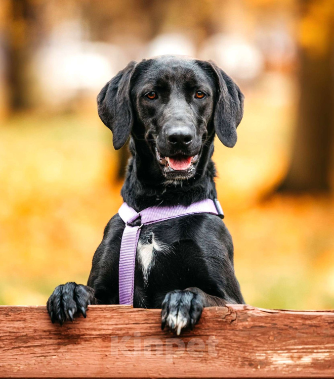 Собаки в Москве: Собака бесплатно Москва Девочка, Бесплатно - фото 2