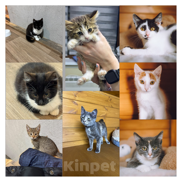 Кошки в Красногорске: Котята в добрые руки Мальчик, Бесплатно - фото 1