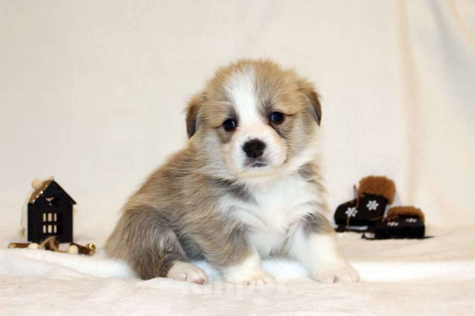 Собаки в Кемерово: Щенки вельш корги пемброк, мальчики Мальчик, 80 000 руб. - фото 5