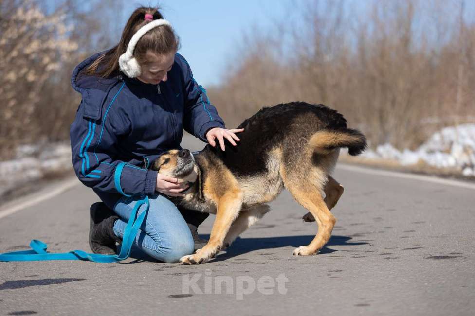 Собаки в Москве: Саймон, 4 года Мальчик, Бесплатно - фото 1
