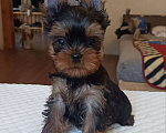Собаки в других городах Свердловской области: Йоркширский терьер щенки Девочка, 45 000 руб. - фото 1