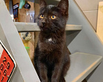 Кошки в Лобне: Чёрный котик с белым пятнышком Мальчик, Бесплатно - фото 5