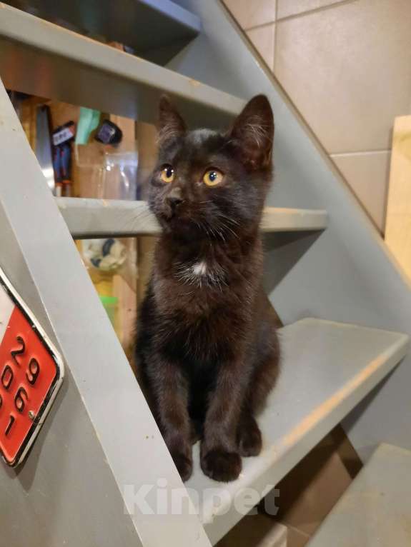 Кошки в Лобне: Чёрный котик с белым пятнышком Мальчик, Бесплатно - фото 5