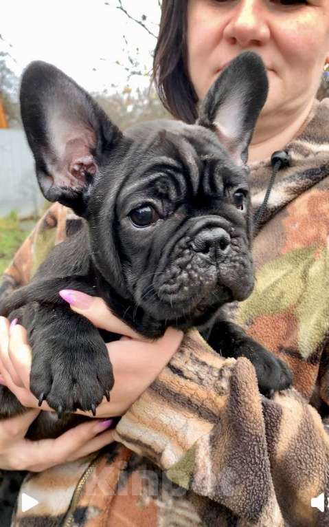 Собаки в Иваново: тигровый красавец Мальчик, 65 000 руб. - фото 2