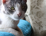 Кошки в Зарайске: Котик 2-3 года в добрые руки  Мальчик, Бесплатно - фото 9