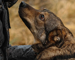 Собаки в Санкт-Петербурге: Уютная Кэрри из приюта Девочка, Бесплатно - фото 8