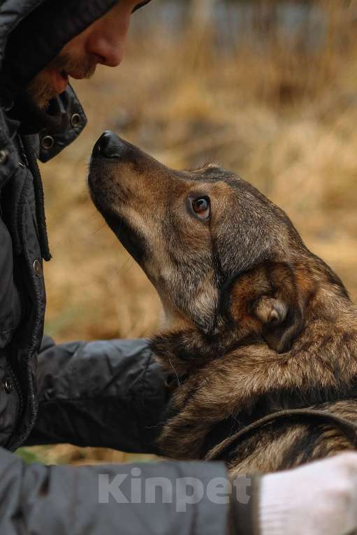 Собаки в Санкт-Петербурге: Уютная Кэрри из приюта Девочка, Бесплатно - фото 8