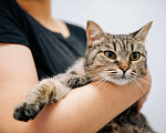 Кошки в Зеленограде: Глен ищет дом Девочка, Бесплатно - фото 6