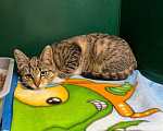 Кошки в Химках: Котенок в добрые руки Девочка, Бесплатно - фото 3