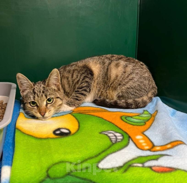 Кошки в Химках: Котенок в добрые руки Девочка, Бесплатно - фото 3