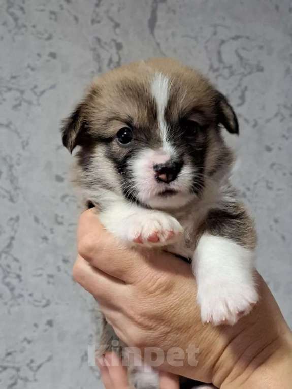 Собаки в Волгодонске: Щенки Вельш Корги Пемброк Разнополые, Бесплатно - фото 1