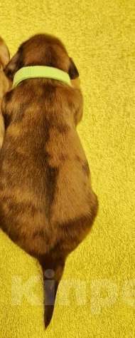 Собаки в Санкт-Петербурге: Карликовая такса длш мальчик мраморный Мальчик, Бесплатно - фото 2