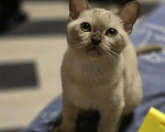Кошки в Ореховом-Зуево: Кот европейская бурма шампань Девочка, 35 000 руб. - фото 2