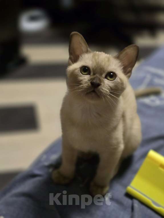 Кошки в Ореховом-Зуево: Кошка европейская бурма шоколадный окрас Девочка, 45 000 руб. - фото 2