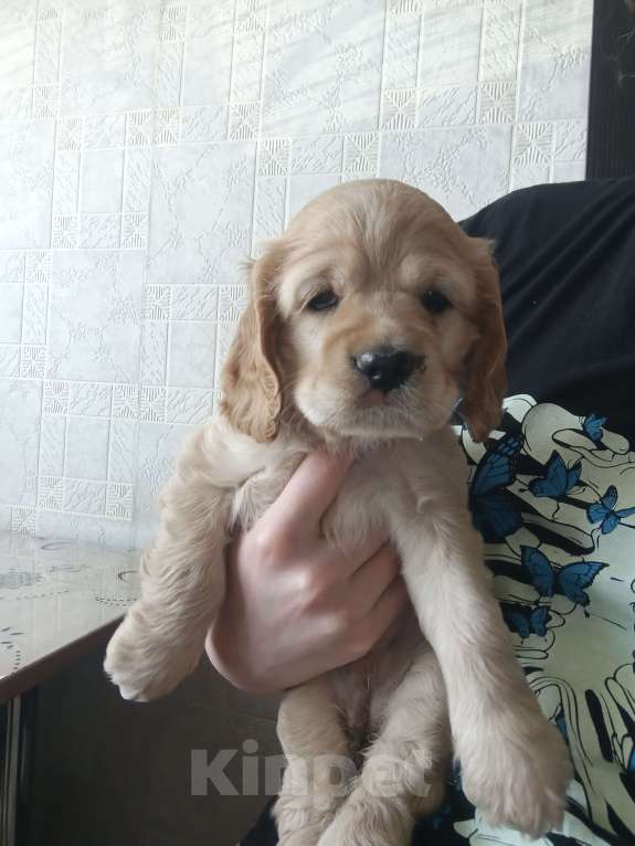 Собаки в Курске: Щенок английского кокер спаниеля Девочка, 25 000 руб. - фото 2