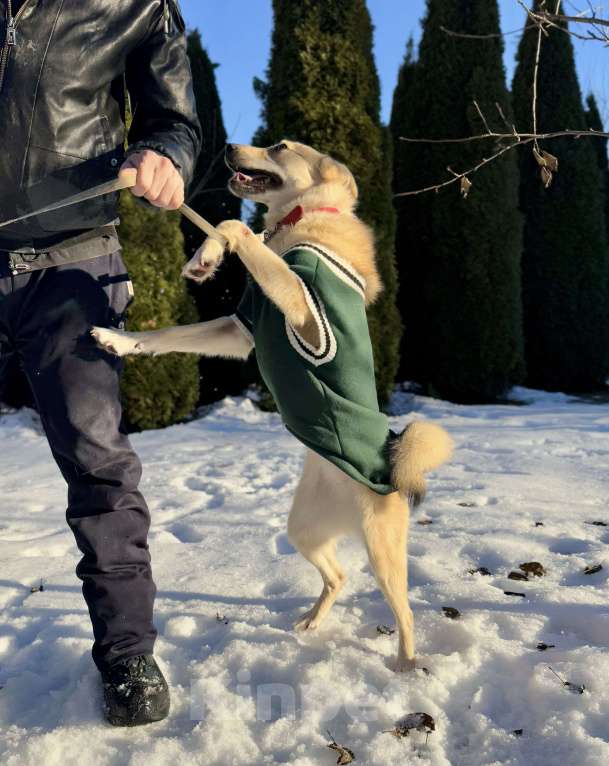 Собаки в других городах Московской области: Собака Карамелька ищет дом Девочка, Бесплатно - фото 5