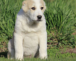 Собаки в Новосибирске: Щенки САО Алабай Девочка, 25 000 руб. - фото 4