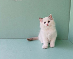 Кошки в Пензе: Котёнок девочка породы Рэгдолл - Bella Девочка, 65 000 руб. - фото 8