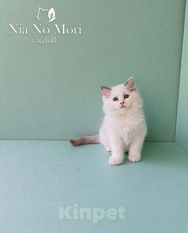 Кошки в Пензе: Котёнок девочка породы Рэгдолл - Bella Девочка, 65 000 руб. - фото 8