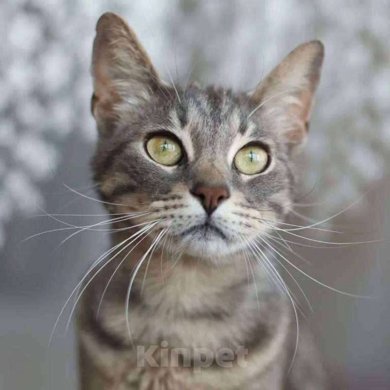 Кошки в Москве: Самый ласковый котик Марсель Мальчик, Бесплатно - фото 5