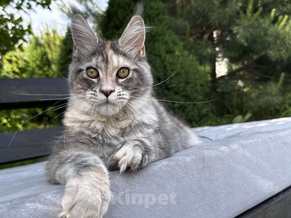 Кошки в Москве: Девочка Мейн Кун Veyron Omega Девочка, 50 000 руб. - фото 2