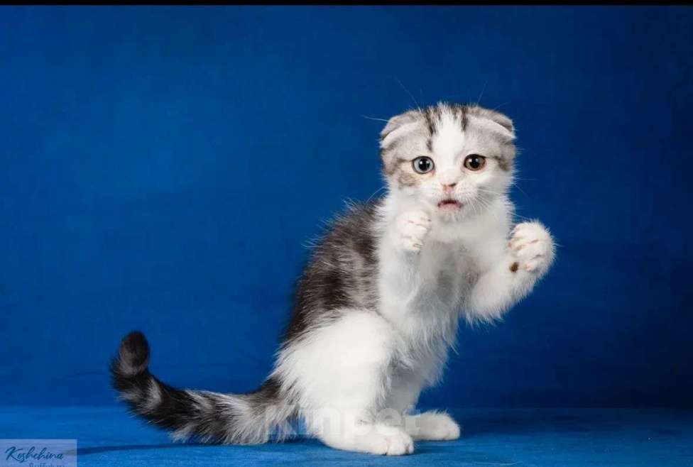 Кошки в Москве: Шотландские мальчики Мальчик, 50 000 руб. - фото 5