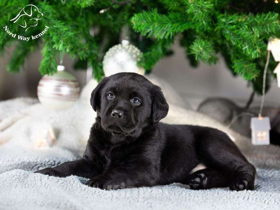 Собаки в других городах Ленинградской области: черная девочка Девочка, 130 000 руб. - фото 1