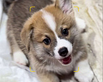 Собаки в Краснодаре: Красавчик корги пемброк РКФ Мальчик, 50 000 руб. - фото 1