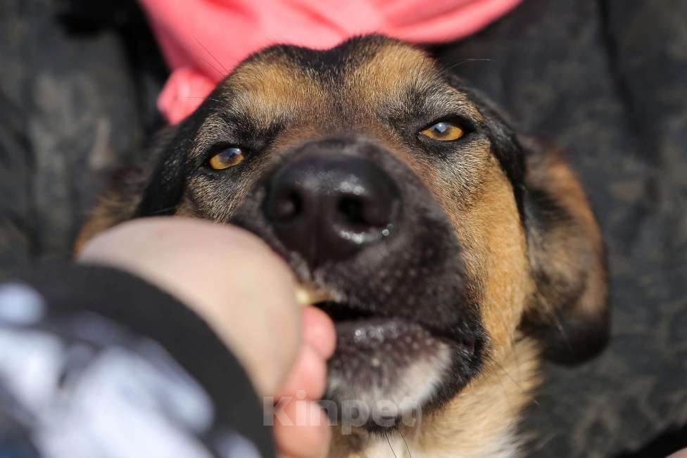 Собаки в Санкт-Петербурге: Отдам собаку бесплатно. Мальчик, Бесплатно - фото 5