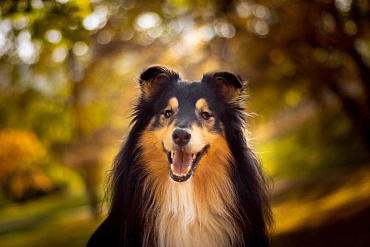 Шотландский колли Шотландский колли
