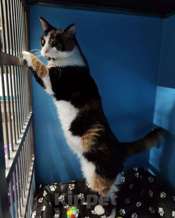 Кошки в Москве: Кошечка Шпунька ищет своего человека! Девочка, Бесплатно - фото 5