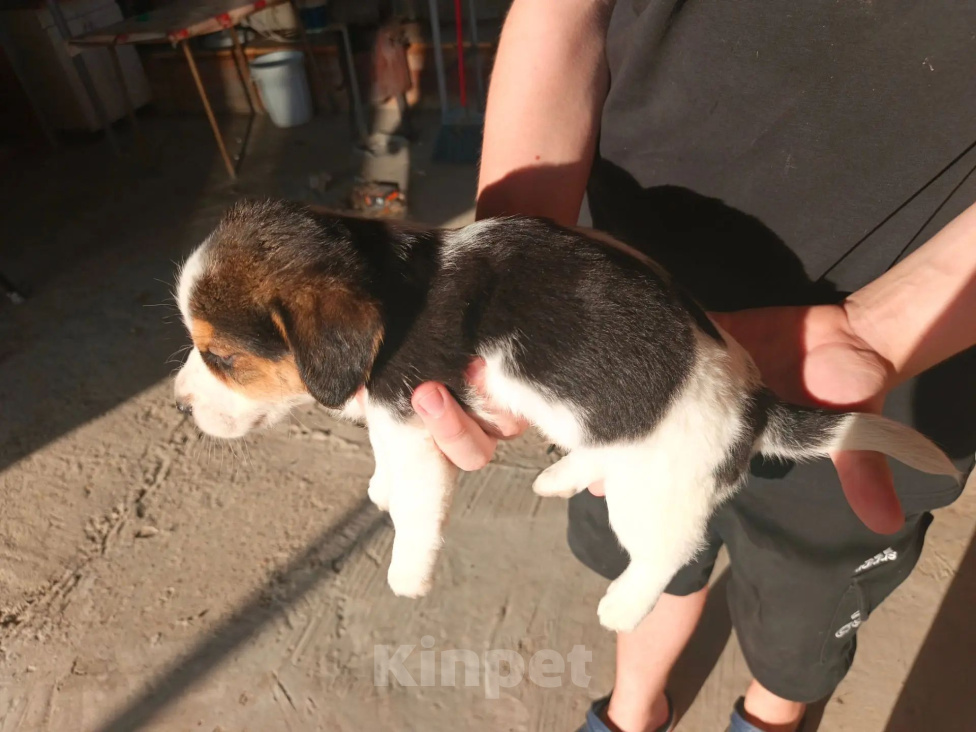 Собаки в других городах Краснодарского края: Отдам щенка в семью Мальчик, 1 руб. - фото 3