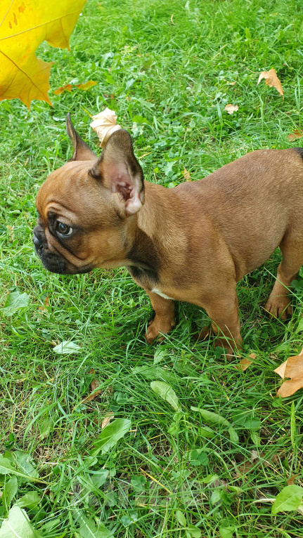 Собаки в Москве: Замечательный мальчик Мальчик, 70 000 руб. - фото 4