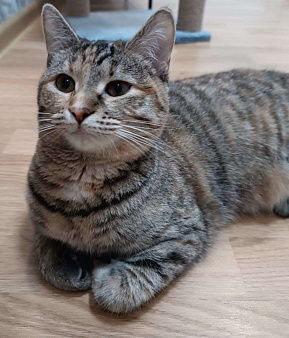 котенок Тоня ищет дом