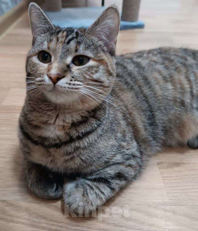 Кошки в Москве: котенок Тоня ищет дом Девочка, Бесплатно - фото 1