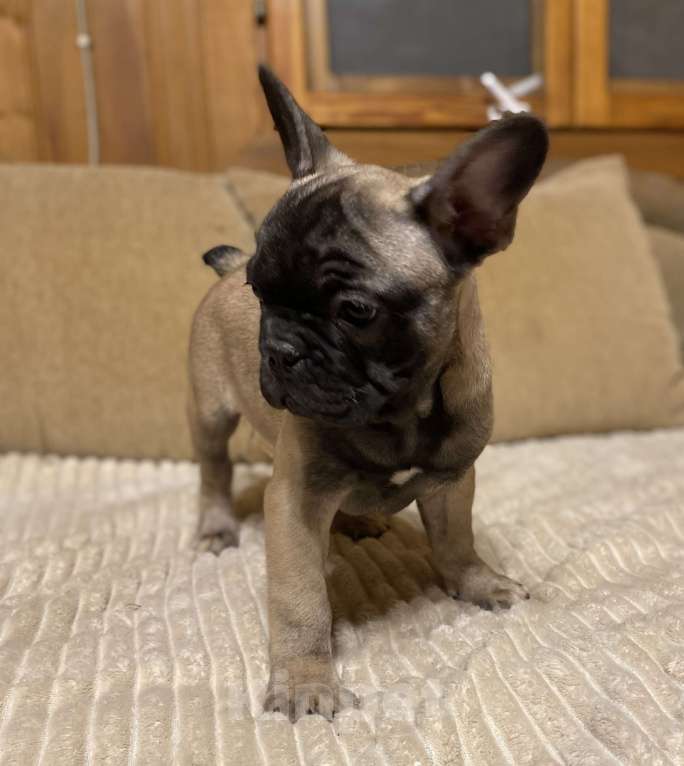 Собаки в Санкт-Петербурге: Шикарный мальчик палевого окраса  Мальчик, 45 000 руб. - фото 3