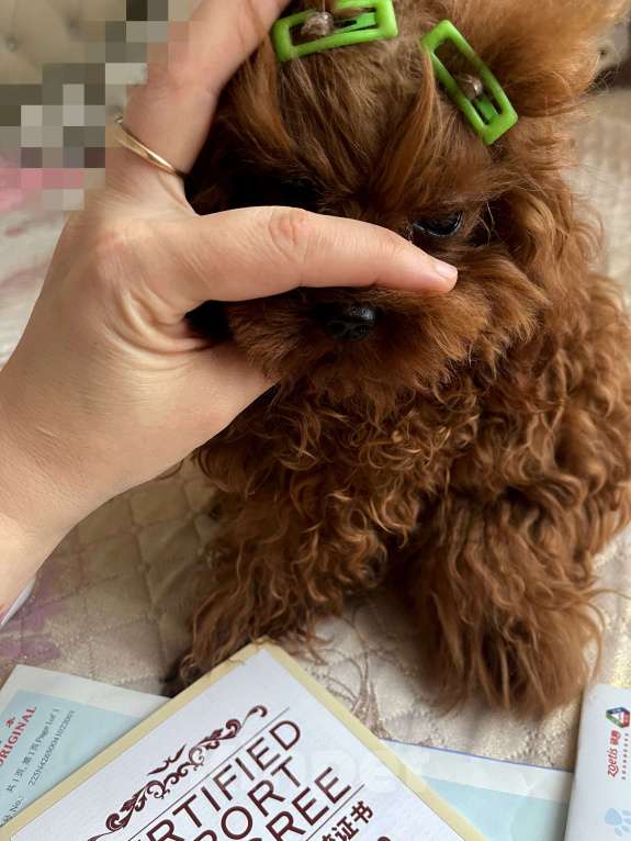 Собаки в Ижевске: Тедди пудель тикап 16см  Мальчик, 20 000 руб. - фото 4