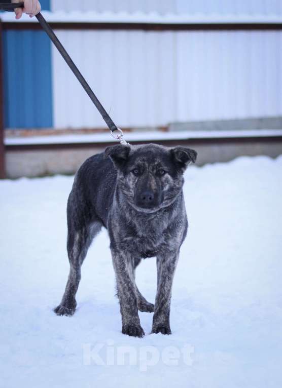 Собаки в Москве: Бетти нужен дом Девочка, Бесплатно - фото 2