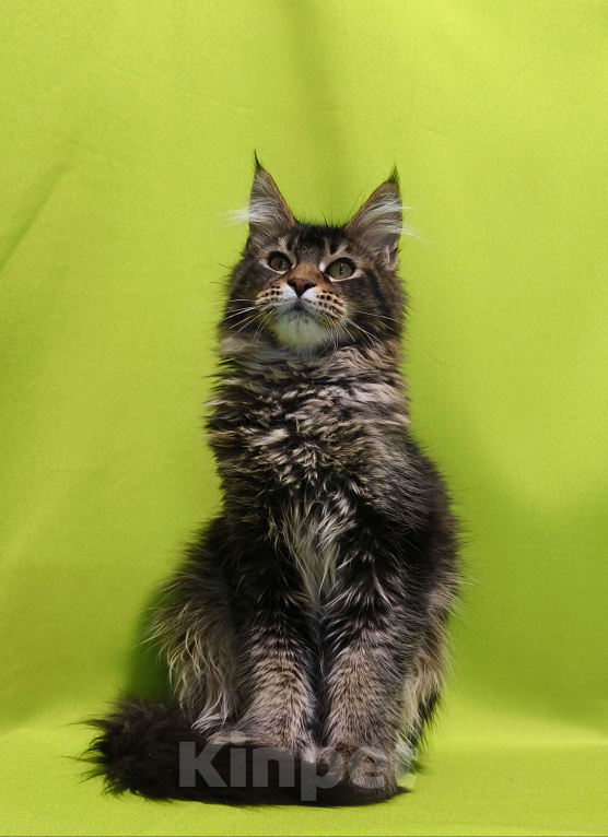 Кошки в Москве: Котенок Мейн-Кун Мальчик Мальчик, 50 000 руб. - фото 1