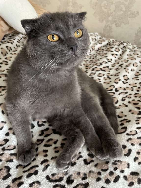 Кошки в Воронеже: Котик в ответственные ручки 🫶🏻 Мальчик, 5 500 руб. - фото 1